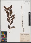 Foto von Salix aurita L. x Salix purpurea L.